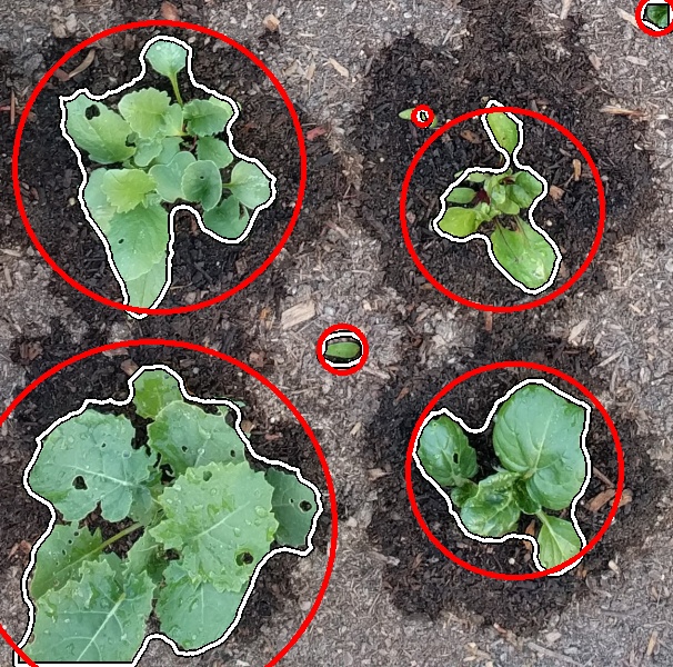 all plants detected as weeds all plants detected as weeds